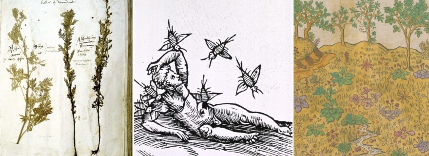 Hidden in Plain Sight: Mosquitoes, Malaria and Herbs in the Medieval Low Countries